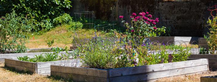 raised beds in spu community garden