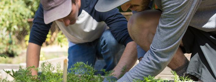 students caring for garden